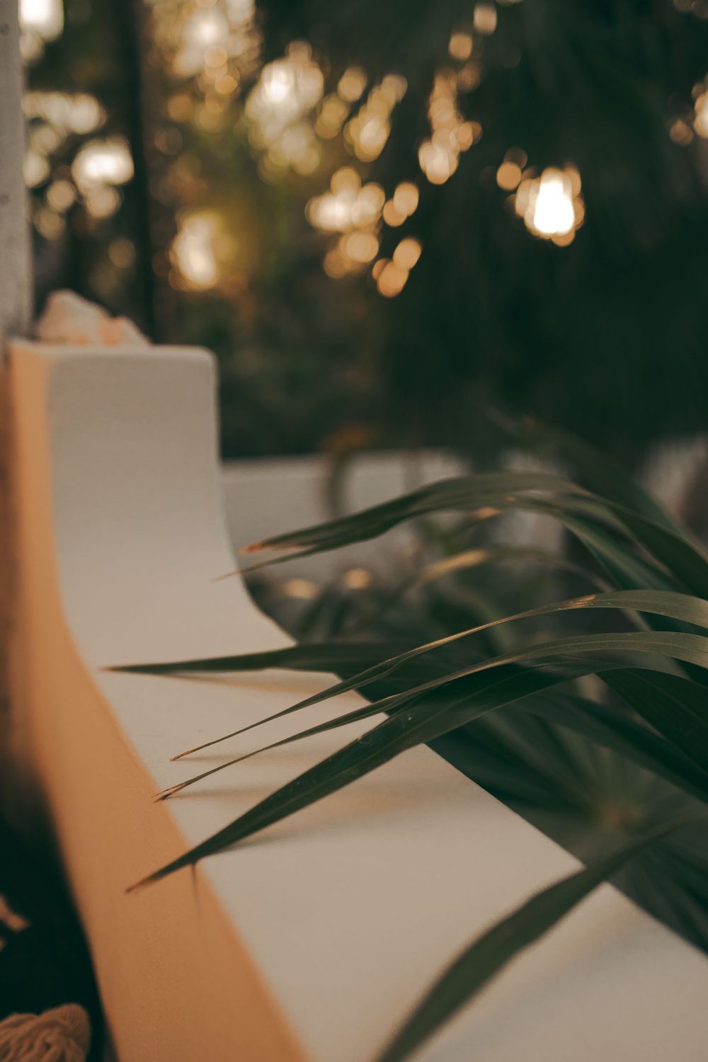 Blurred bokeh lights in background with green palm plant leaves in sharp foreground focus.