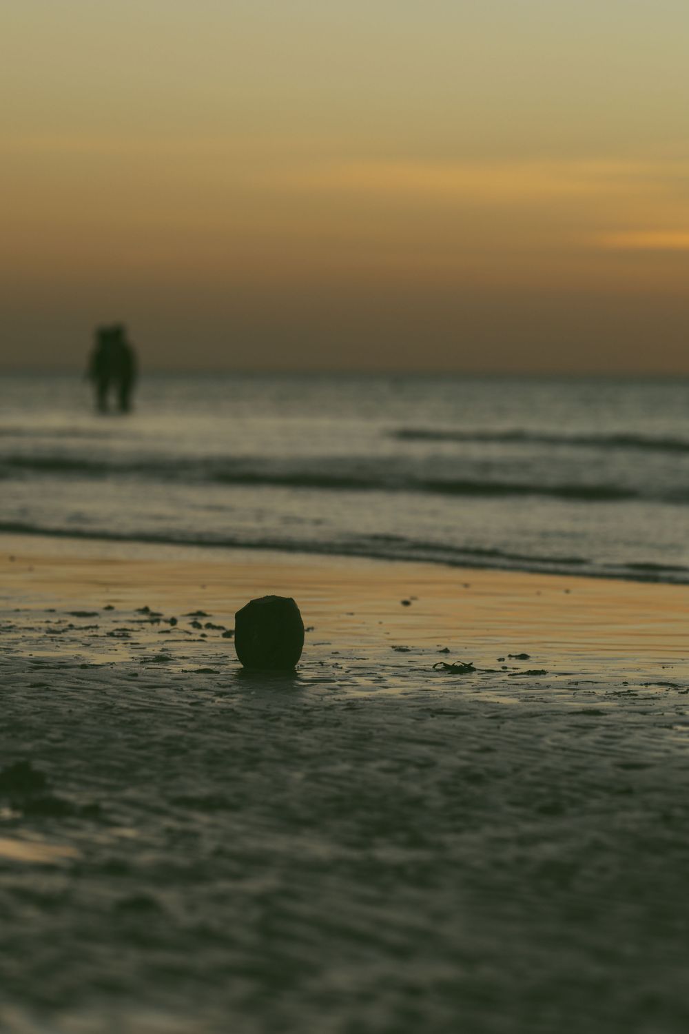 Coconut on wet sand at sunset beach with silhouetted couple walking by the ocean waves.