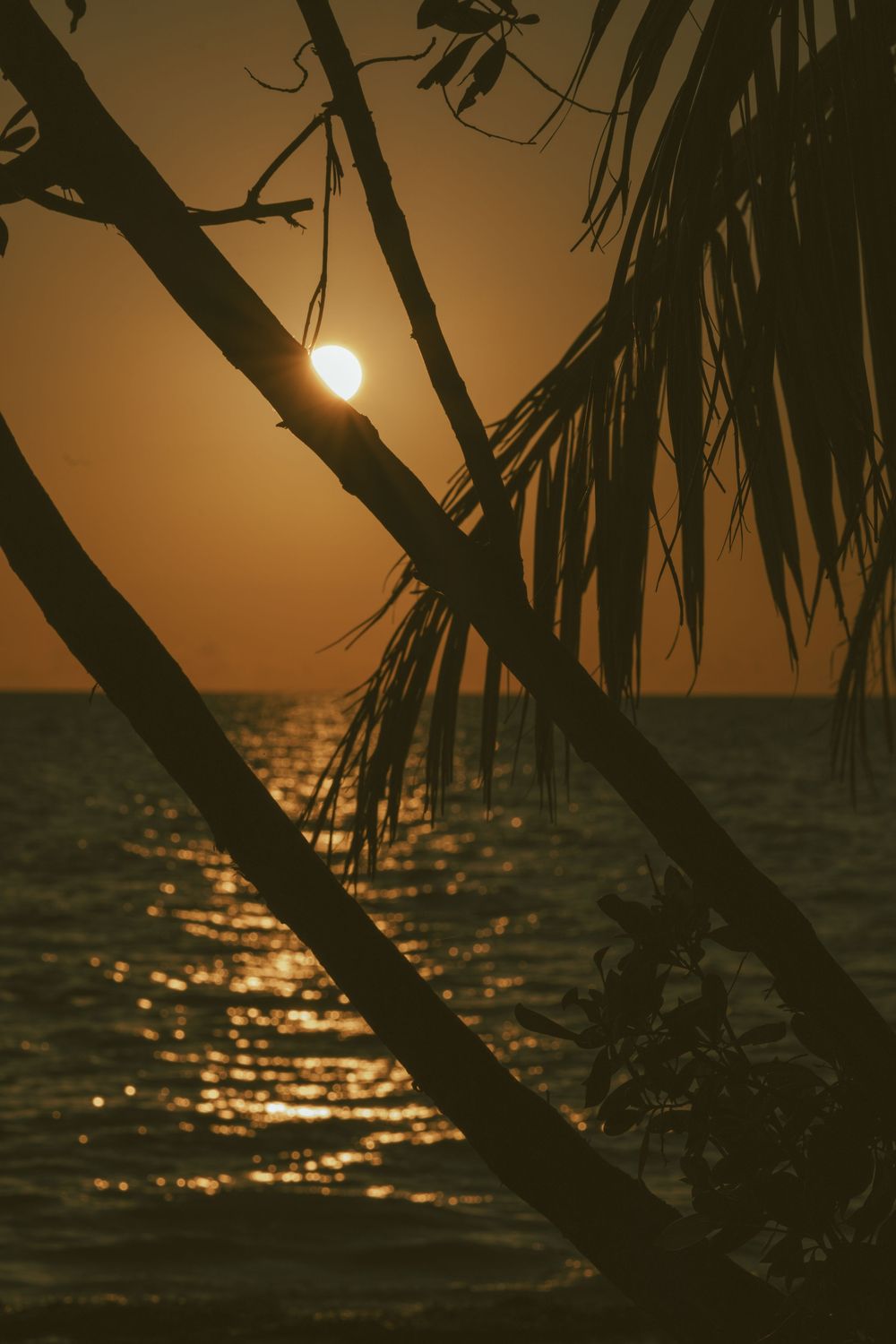 Silhouette of palm trees framing a golden tropical sunset over calm ocean waters.