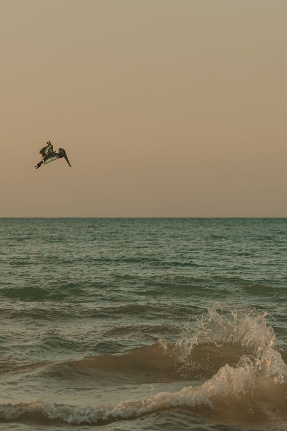 Pelican diving toward ocean waves at golden sunset with clear horizon in background.