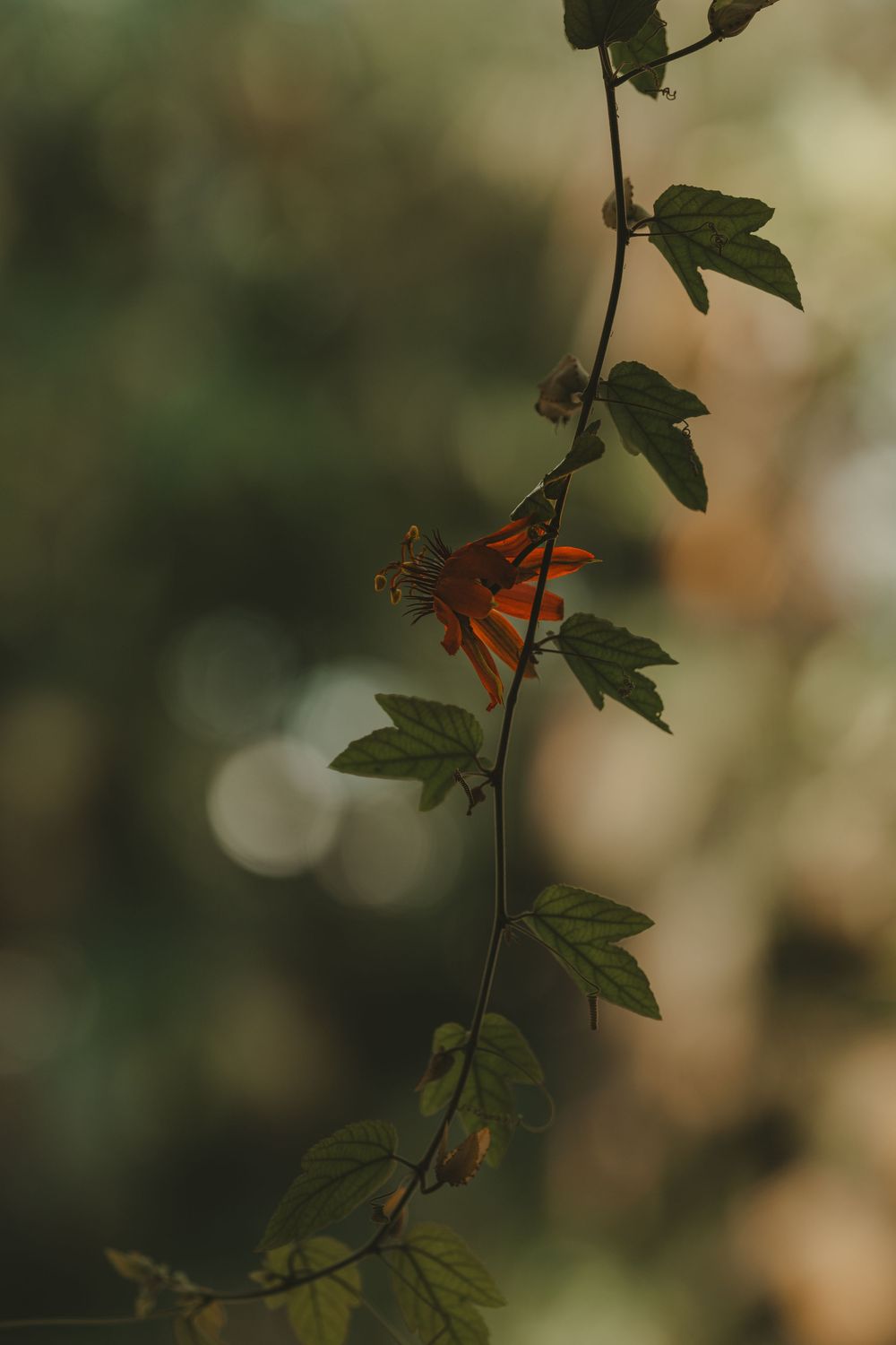 Delicate vine with small green leaves and a single orange flower backlit against a soft bokeh background.