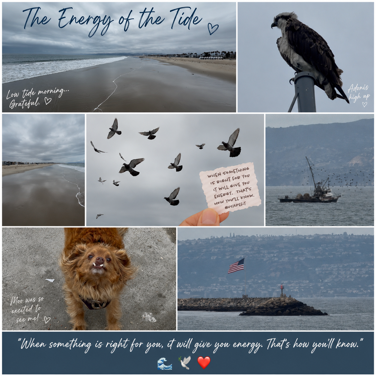 Coastal collage featuring ocean tides, soaring birds, a hawk, a fishing boat, fluffy dog, and inspirational quotes about energy and nature.