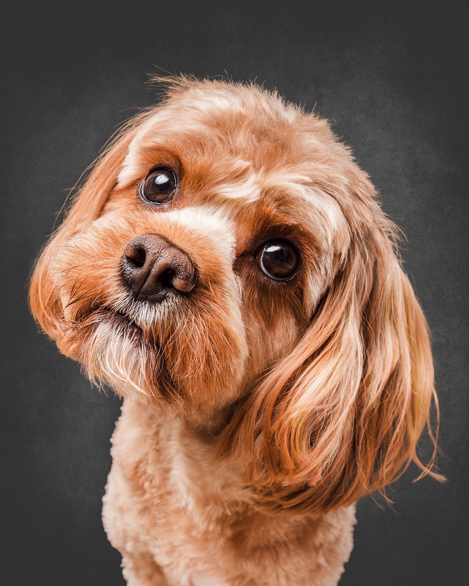 cute cavoodle dog with head tilted, black mottled backdrop, studio pet portrait