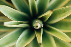 A diamond engagement ring nestled in the center of a green succulent agave plant, shot from above.