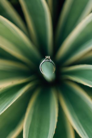 Diamond solitaire engagement ring nestled in the center of a green agave plant's radiating leaves.