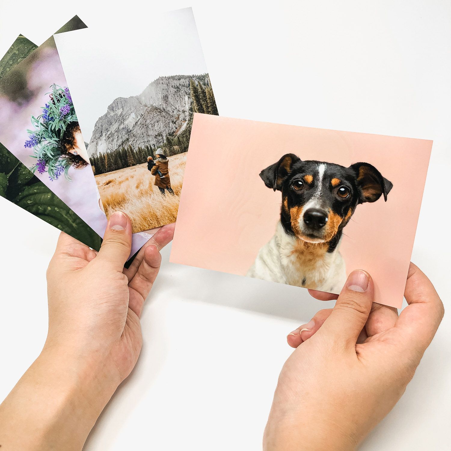 Hands holding multiple printed photos including a portrait of an adorable black and white dog on a pink background.