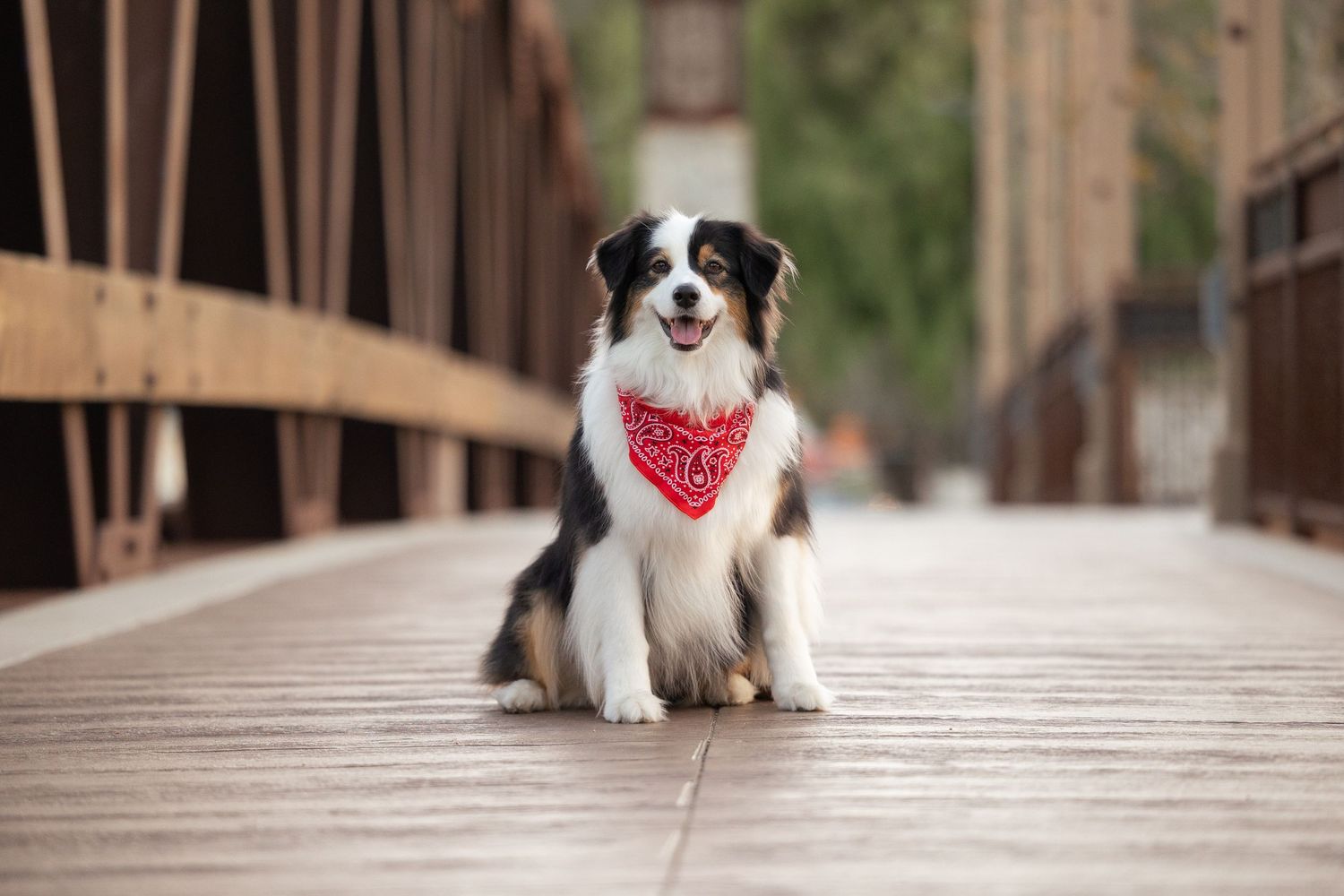 A fluffy Australian Shepherd dog wearing a red bandana sits on a wooden bridge, smiling happily at the camera.