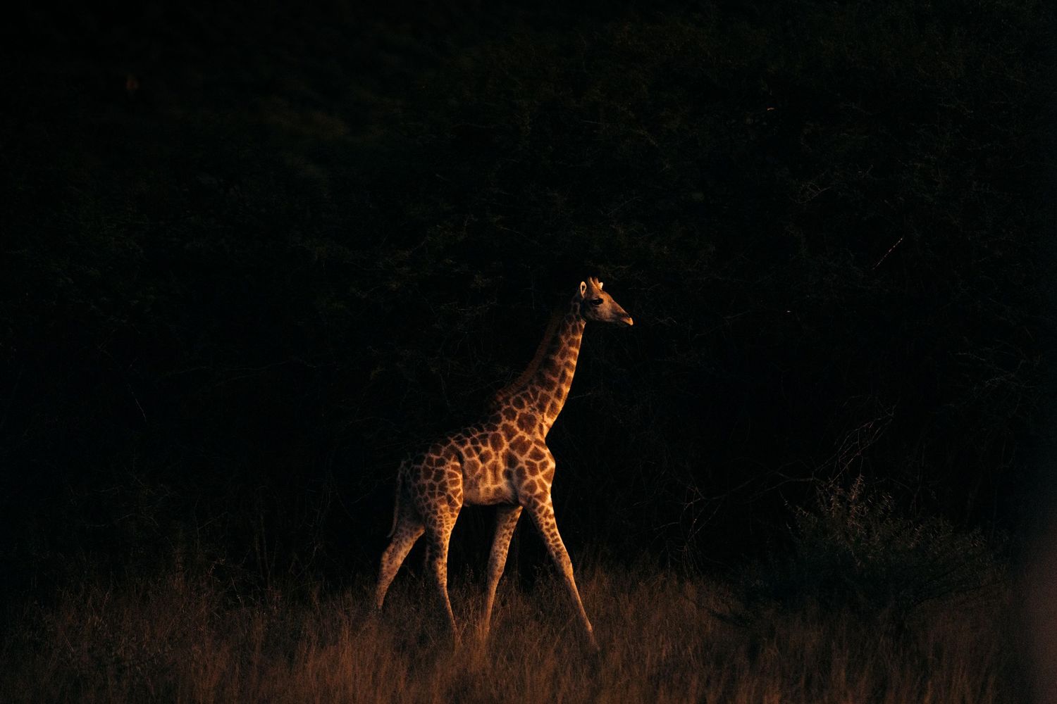 girafon au lever du soleil à waterberg
