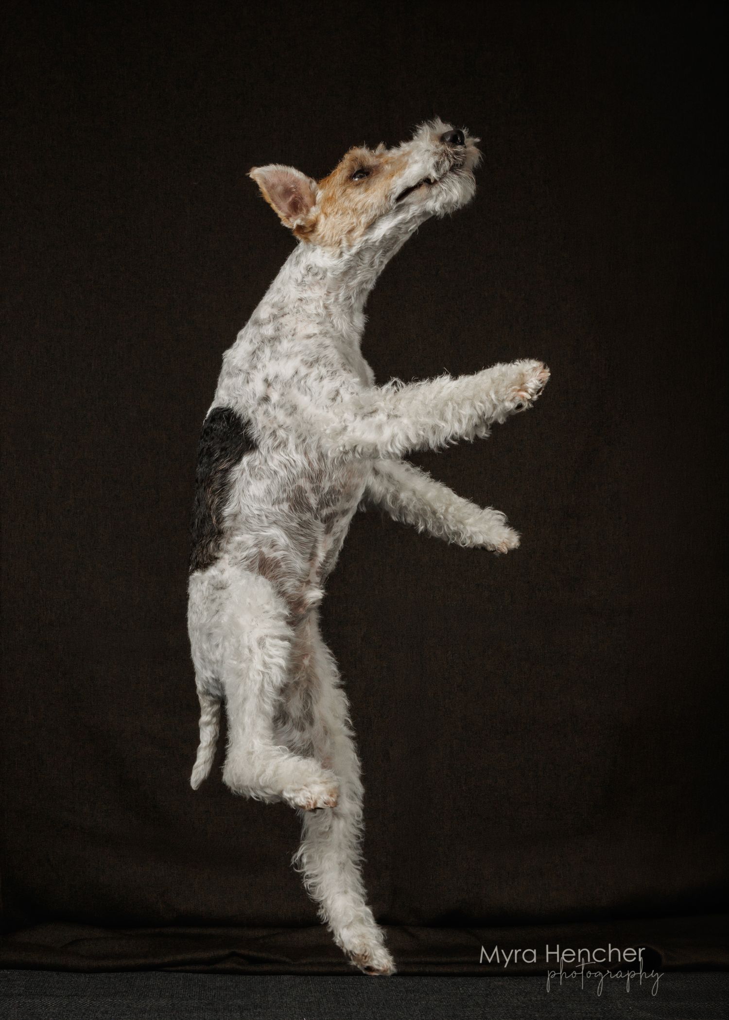 A Wire Fox Terrier dog jumping mid-air on hind legs against a dark studio background in a professional pet photo.