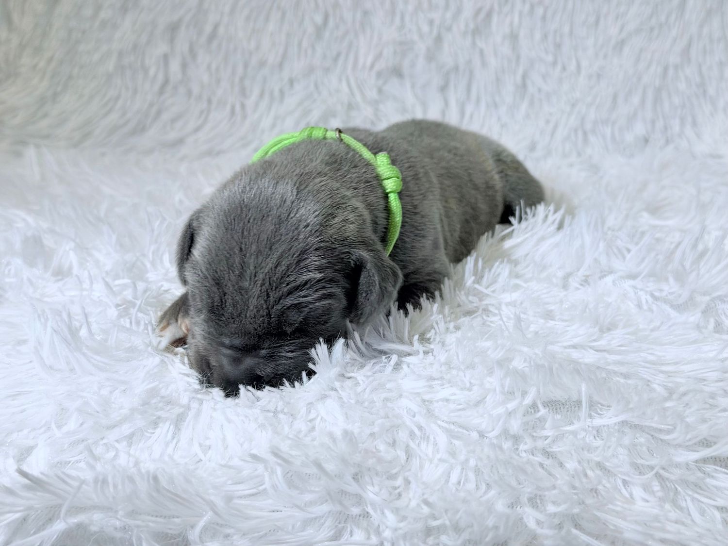 Tiny gray newborn puppy sleeping on white fluffy blanket wearing a green collar.