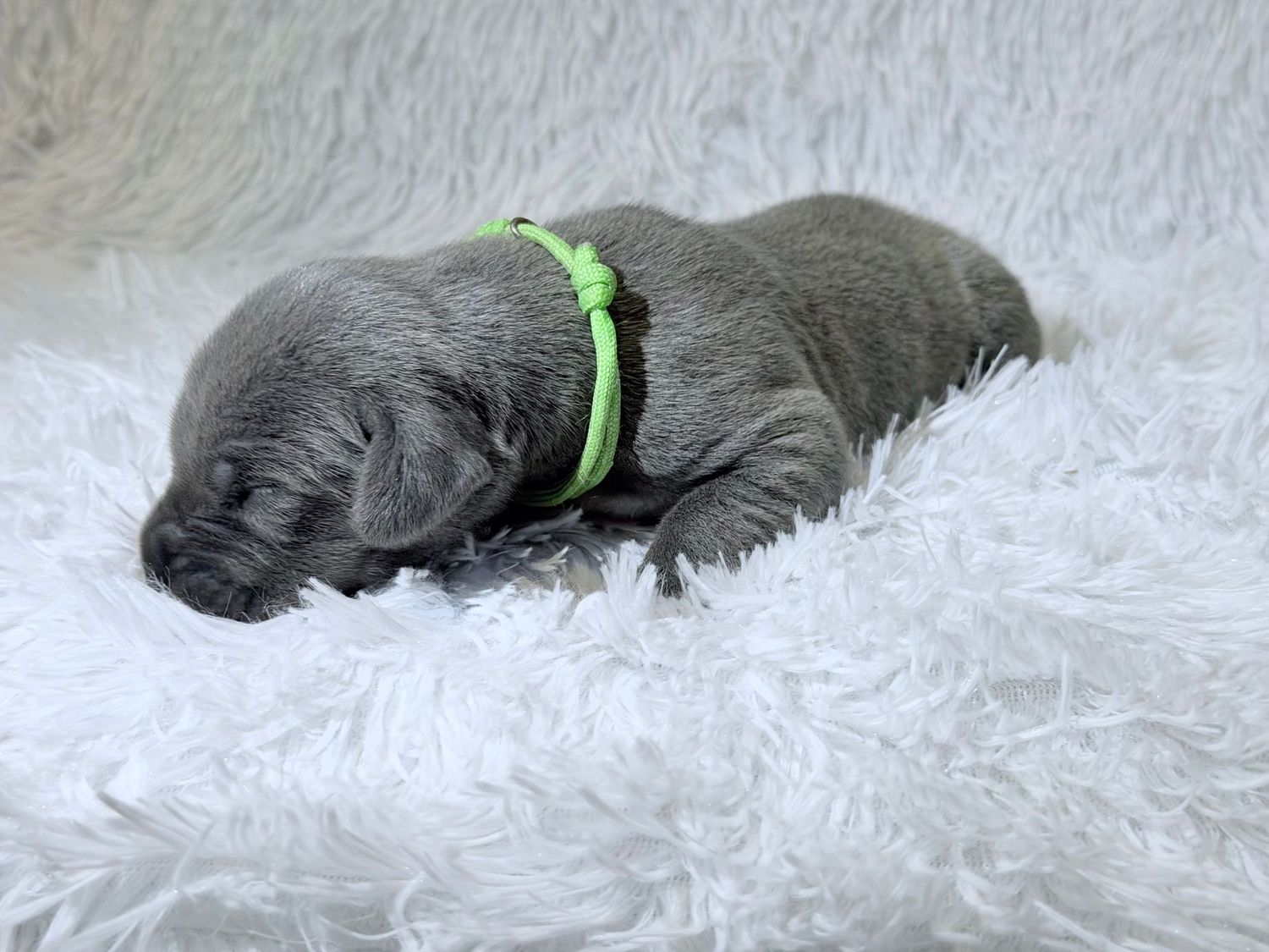 Newborn gray puppy sleeping on white fluffy blanket wearing a bright green collar.
