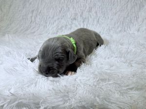 Tiny newborn gray puppy with green collar sleeping on white fluffy blanket.