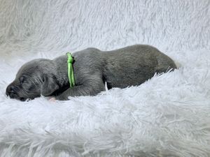 Newborn gray puppy with green collar sleeping on white fluffy blanket.