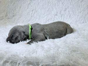 Newborn gray puppy sleeping on white fluffy blanket wearing a green identification collar.