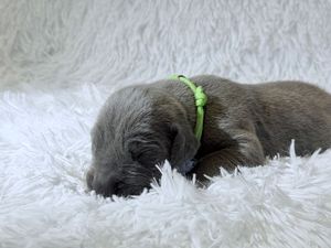A tiny newborn gray puppy wearing a bright green collar rests on a fluffy white blanket.