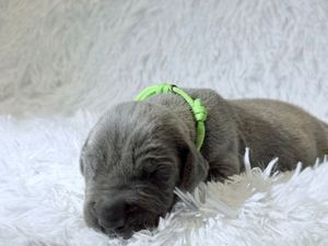 A tiny gray newborn puppy wearing a green collar sleeps peacefully on a fluffy white blanket.