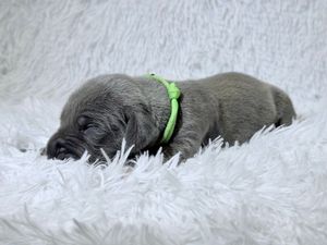 Newborn gray puppy sleeping on white fluffy blanket wearing a green collar.