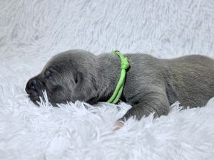 A tiny gray newborn puppy wearing a green collar sleeping peacefully on a white fluffy blanket.