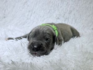 Tiny gray newborn puppy with green collar resting on fluffy white blanket.