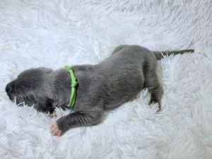 A tiny gray puppy wearing a green collar lies on a fluffy white rug.