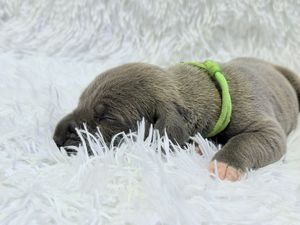 Newborn puppy with green collar sleeping on white fluffy blanket.