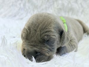 Newborn gray puppy sleeping peacefully on white fluffy blanket wearing a small green collar.