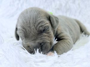 A tiny newborn gray puppy sleeping peacefully on a soft white fluffy blanket.