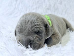 Newborn gray puppy sleeping on white fluffy blanket wearing a tiny green collar bow.