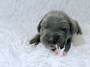 Newborn gray puppy sleeping on a fluffy white blanket, eyes closed, tiny paws visible.