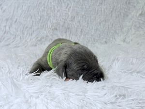 Newborn gray puppy with green collar sleeping on white fluffy blanket.