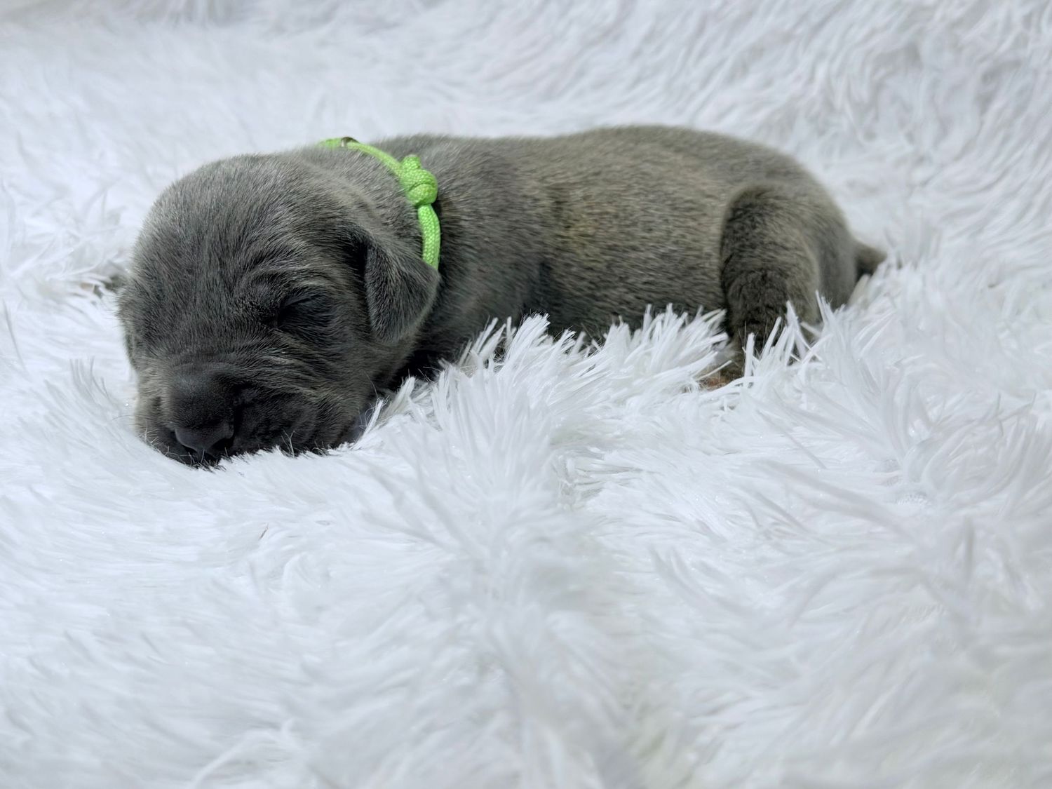Tiny gray newborn puppy wearing a green collar sleeping on a fluffy white blanket.