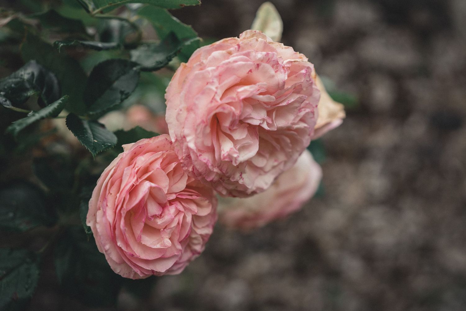 Two soft pink garden roses with ruffled petals blooming on a bush with dark green leaves.