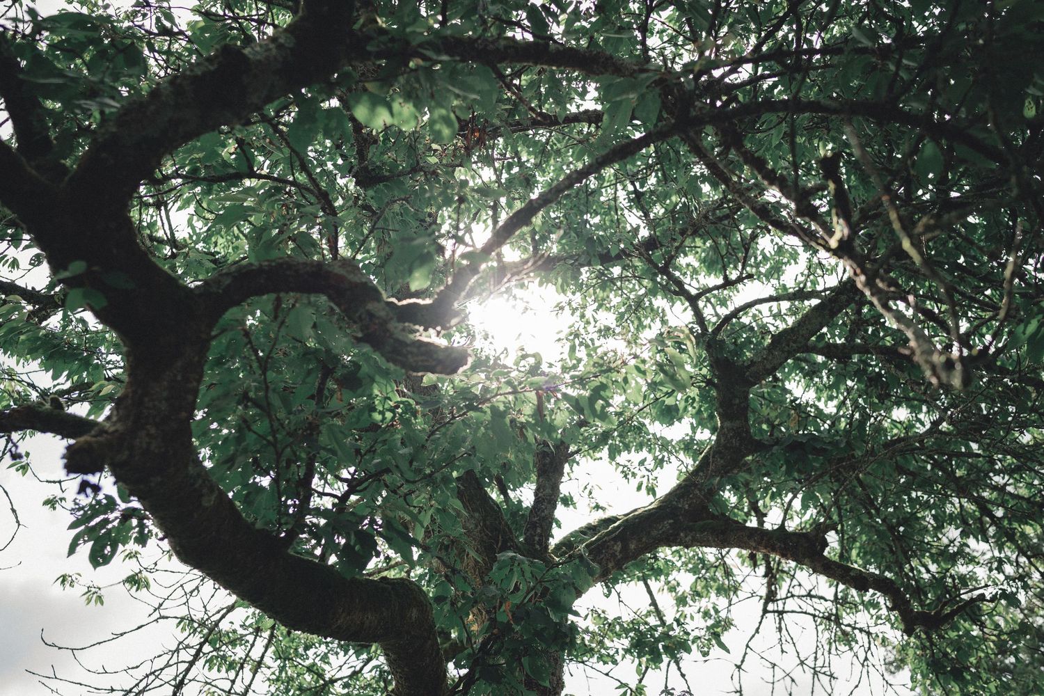 Sunlight filters through the lush green branches of a large tree, creating a beautiful natural canopy effect.