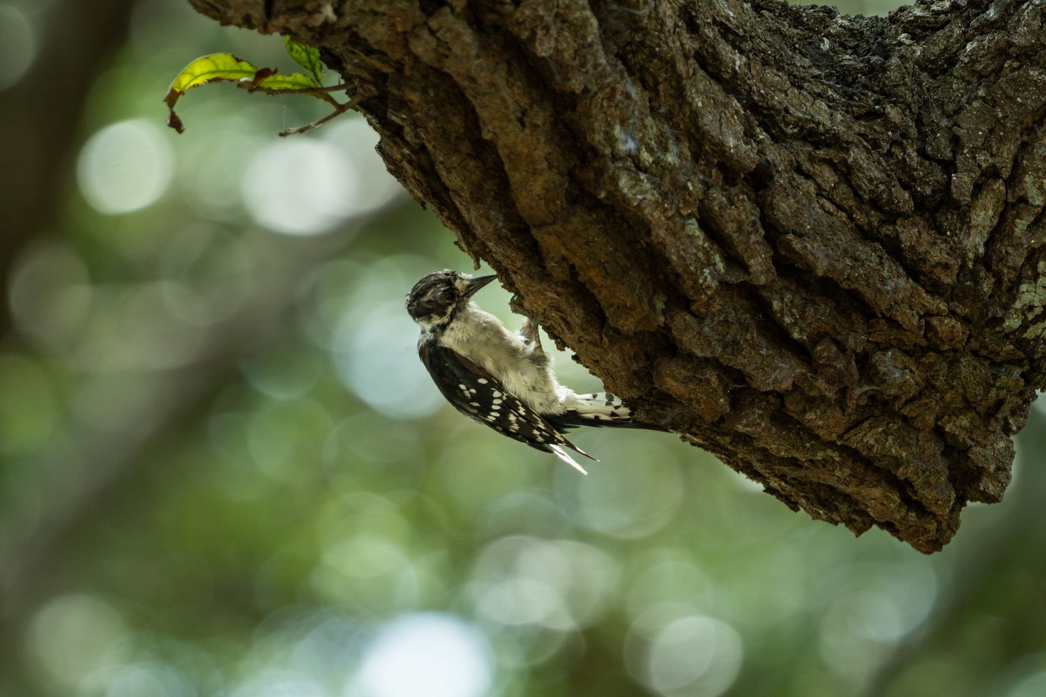 A close-up view of rough brown tree bark texture with soft bokeh background lighting effects.