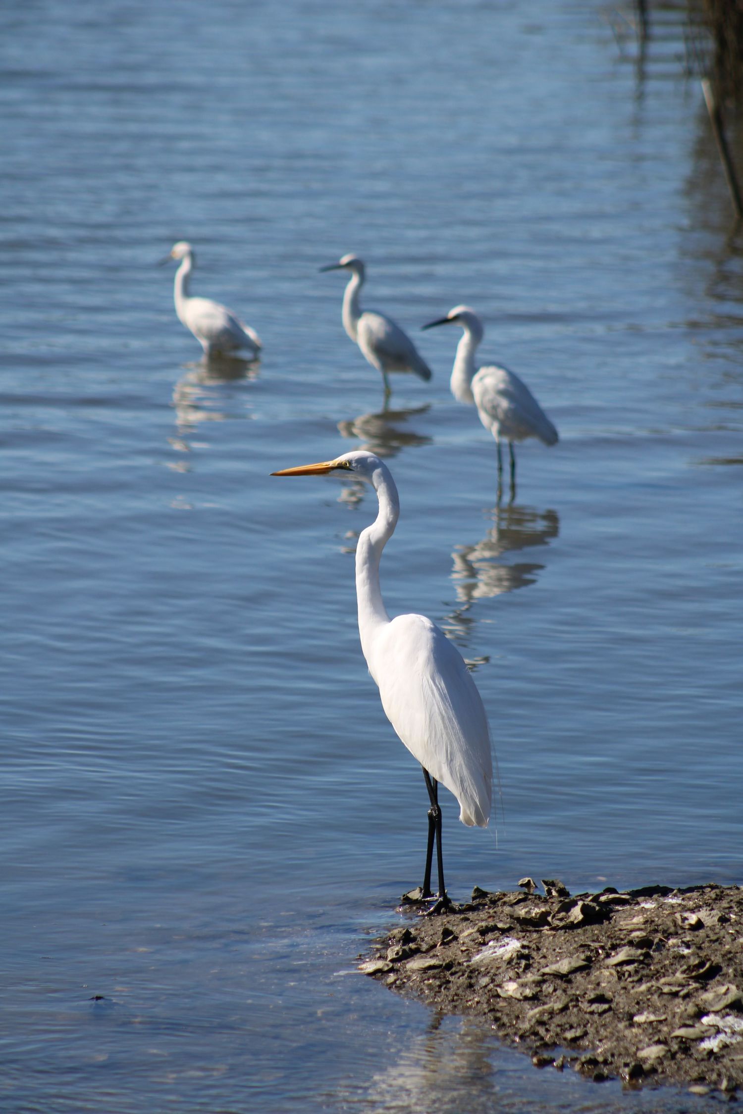 Five white egrets standing in shallow blue water with one perched on muddy shore.