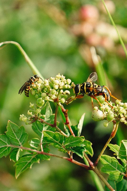 Close-up of wasps gathering nectar from small white flowers on a green plant stem.