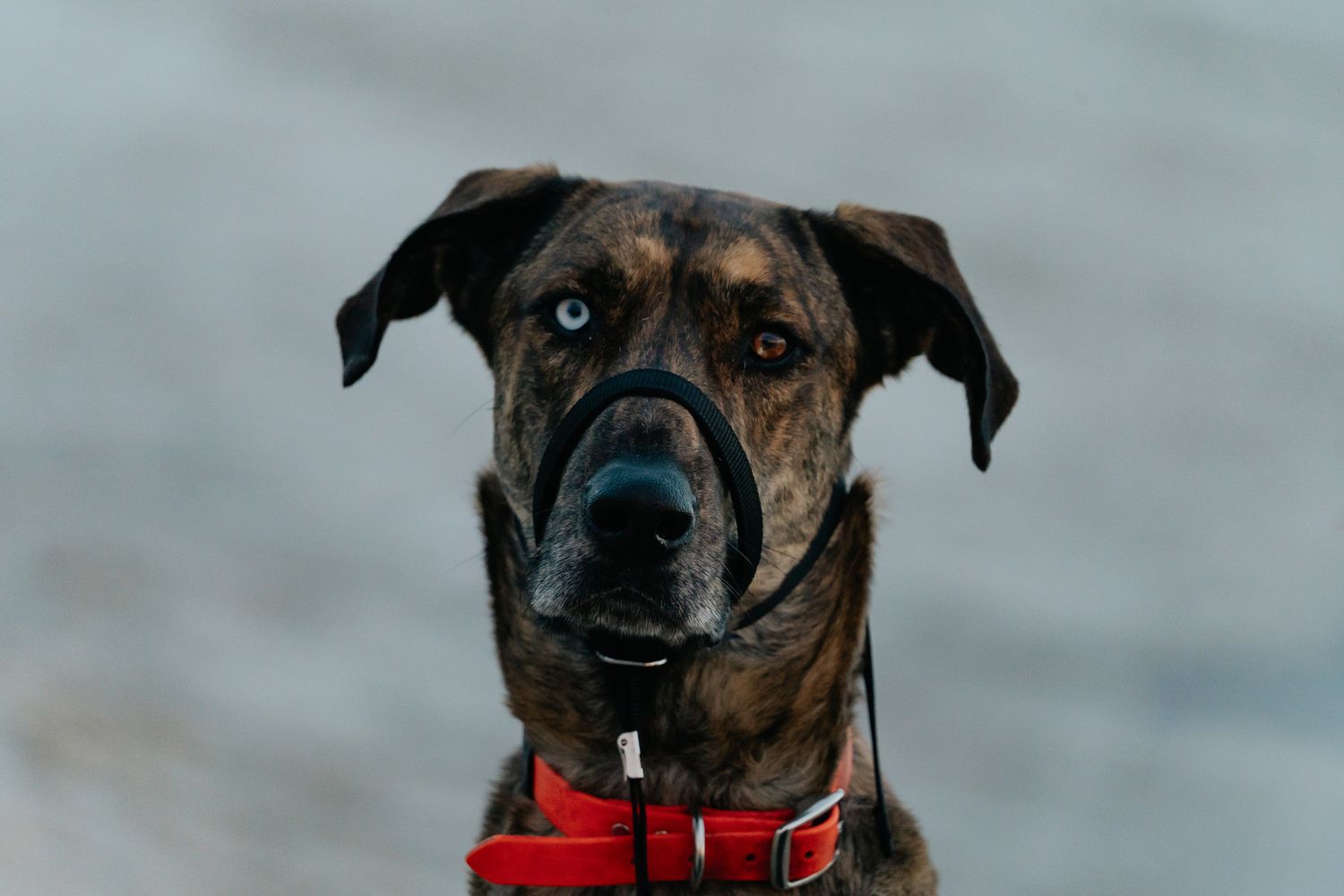 Portrait of a brindle boxer dog wearing a red collar against a grey background.