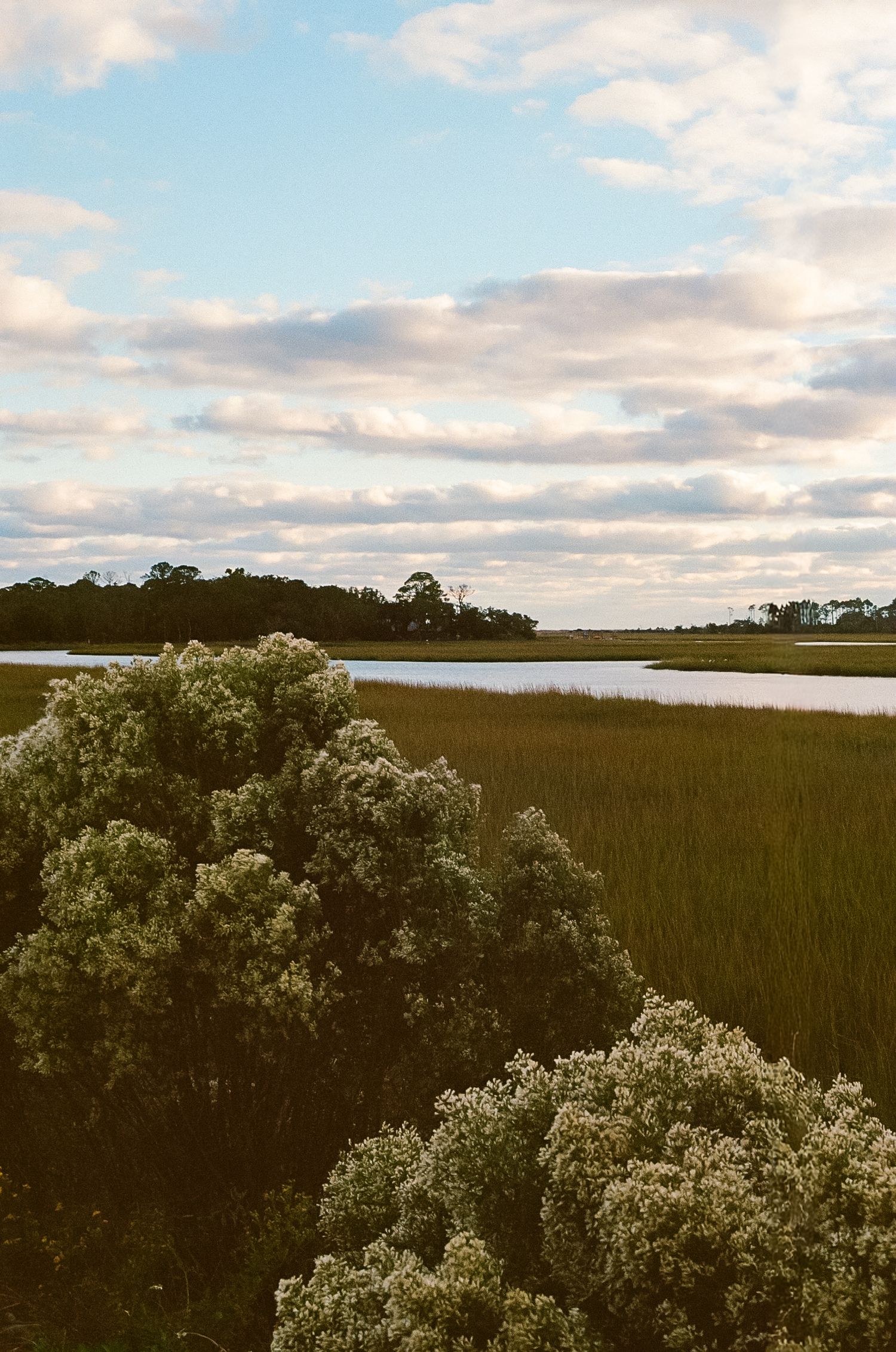 Panoramic view of coastal marshland with tall grass and shrubs under a cloudy sky at dusk.