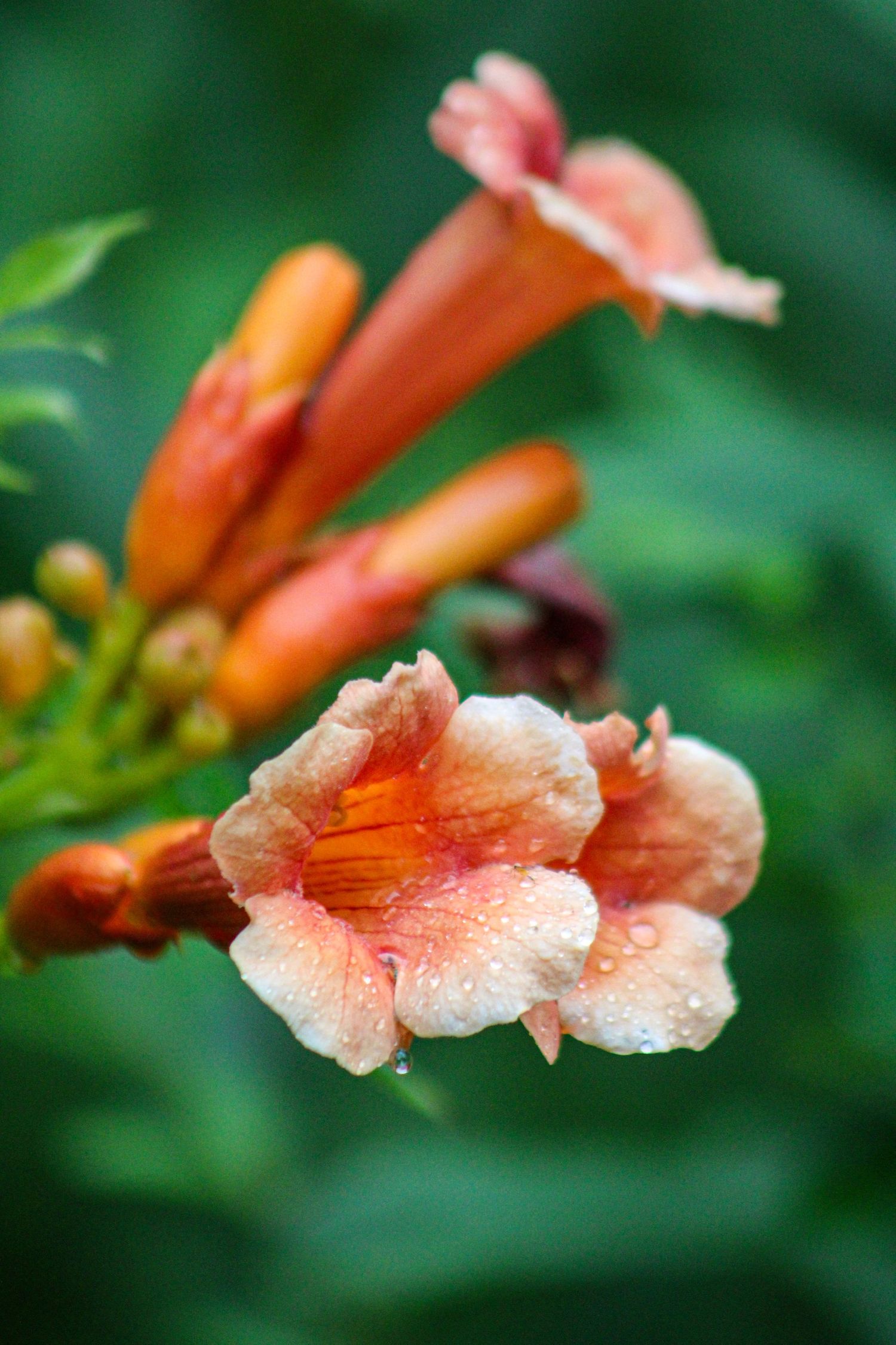 Close-up of orange trumpet-shaped flowers with dewdrops against blurred green background.