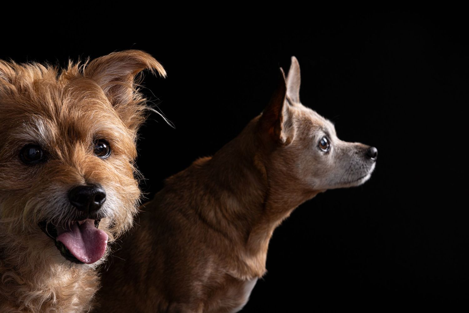 Two dogs pose against a black background, a fluffy terrier with tongue out and a sleek Chihuahua looking sideways.