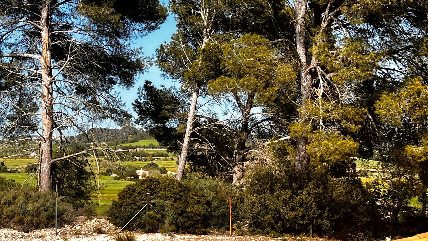 Lush green landscape with tall pine trees and Mediterranean countryside visible through the foliage on a sunny day.