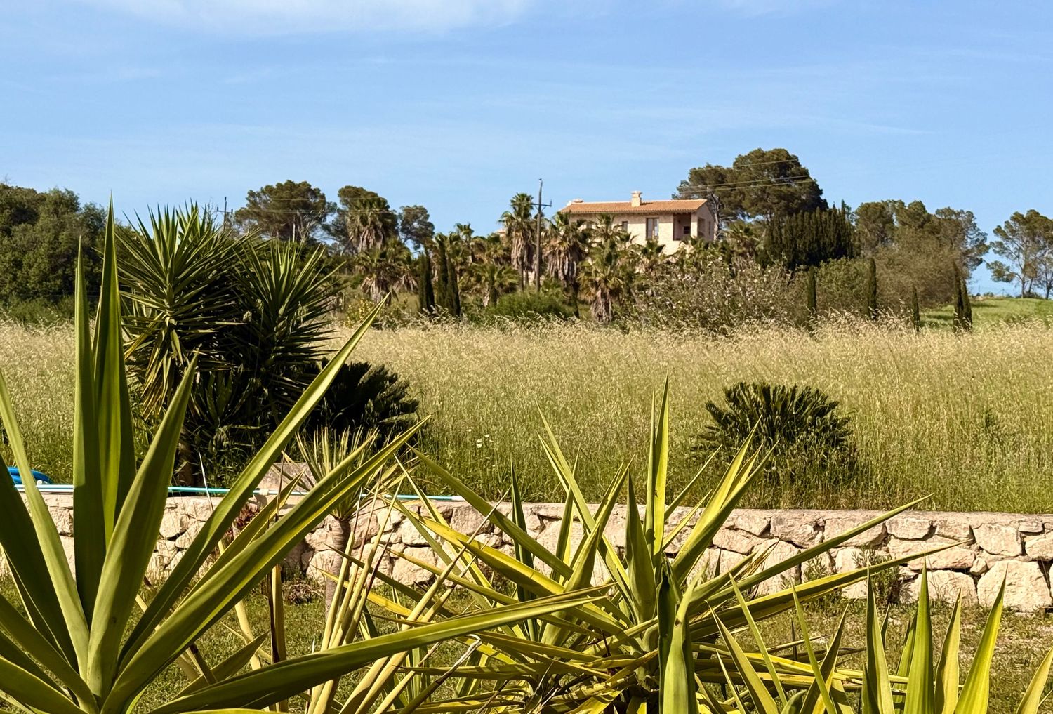 Lush Mediterranean garden with yucca plants and tall golden grasses framing a rustic villa under a bright blue sky.