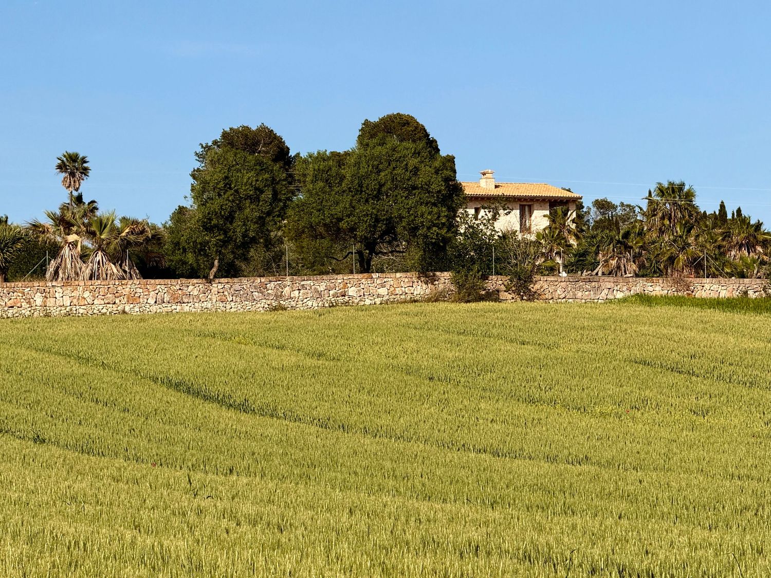 Green crop field with rows leading to a stone wall, trees, and a yellow farmhouse under a clear blue sky.