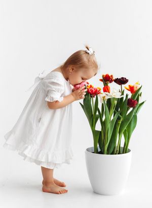 A barefoot toddler girl in a white dress smells colorful tulips in a large white pot against a white background.