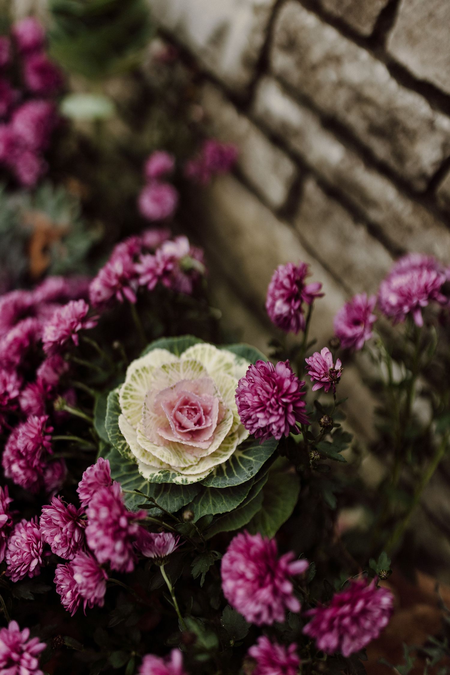 Ornamental cabbage surrounded by pink chrysanthemums in a garden against a rustic stone wall.