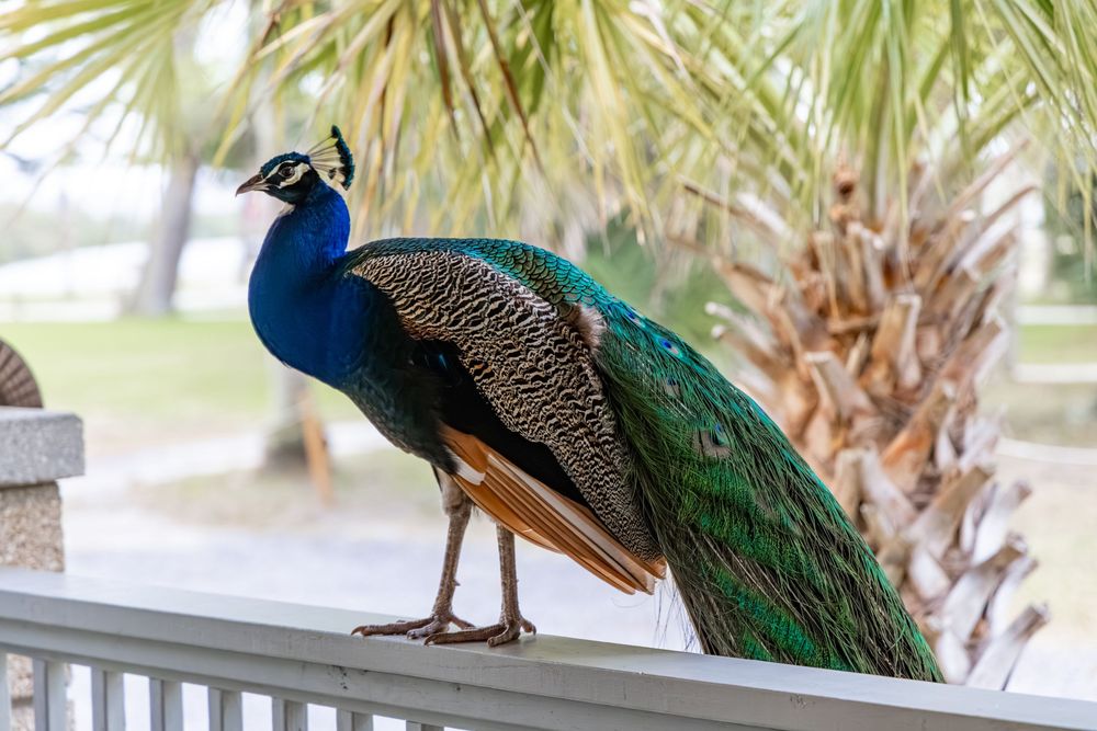 A vibrant peacock with iridescent blue and green plumage perched on a white railing near tropical palm trees.
