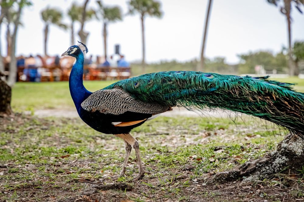 A vibrant peacock with iridescent blue-green plumage stands on grass with palm trees and people in the background.