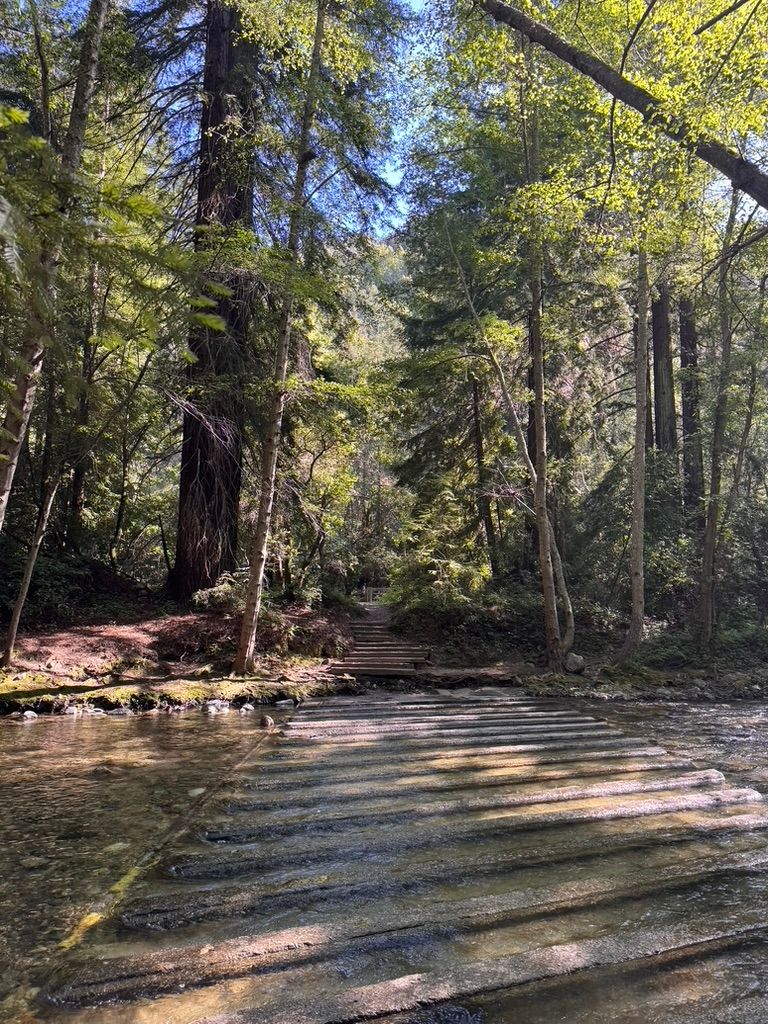 Sunlit redwood forest trail with wooden steps leading through towering trees and a shallow stream in California.