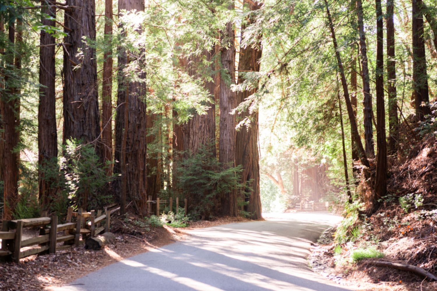 Sunlit road winding through towering redwood trees in a lush forest, with wooden fence along the path.
