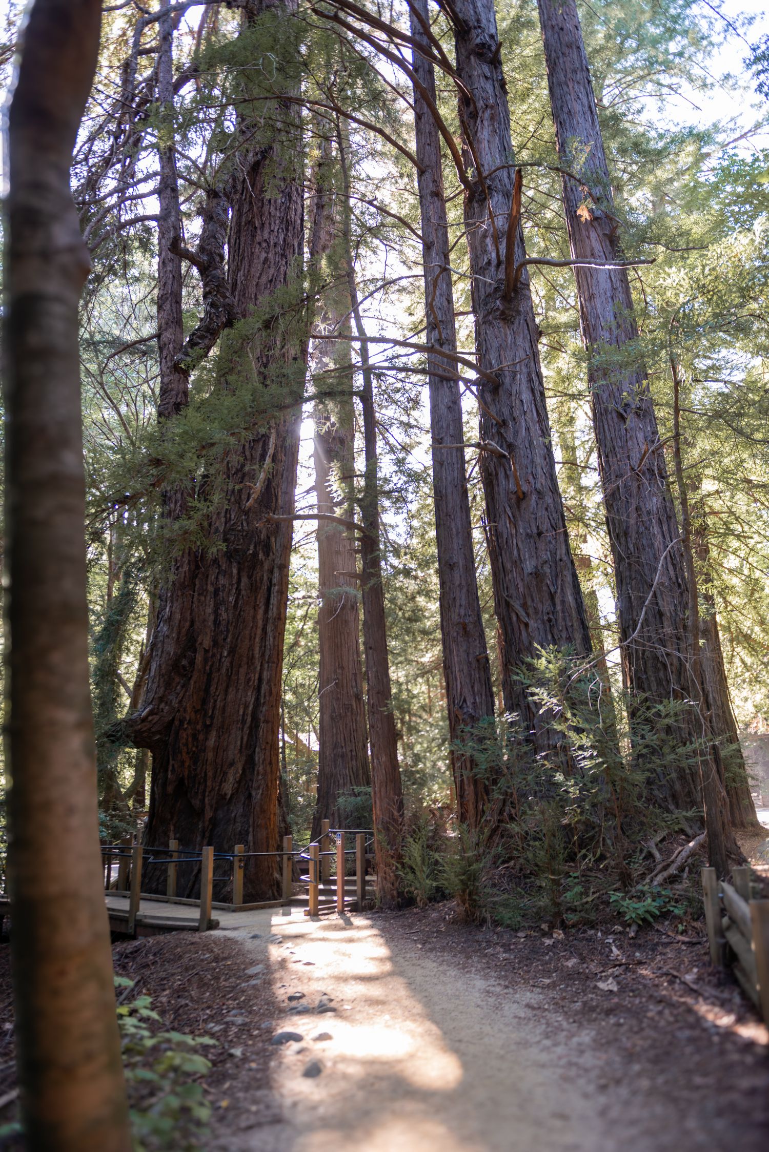 A sunlit path winds through towering coastal redwood trees in a serene forest grove with wooden fencing.